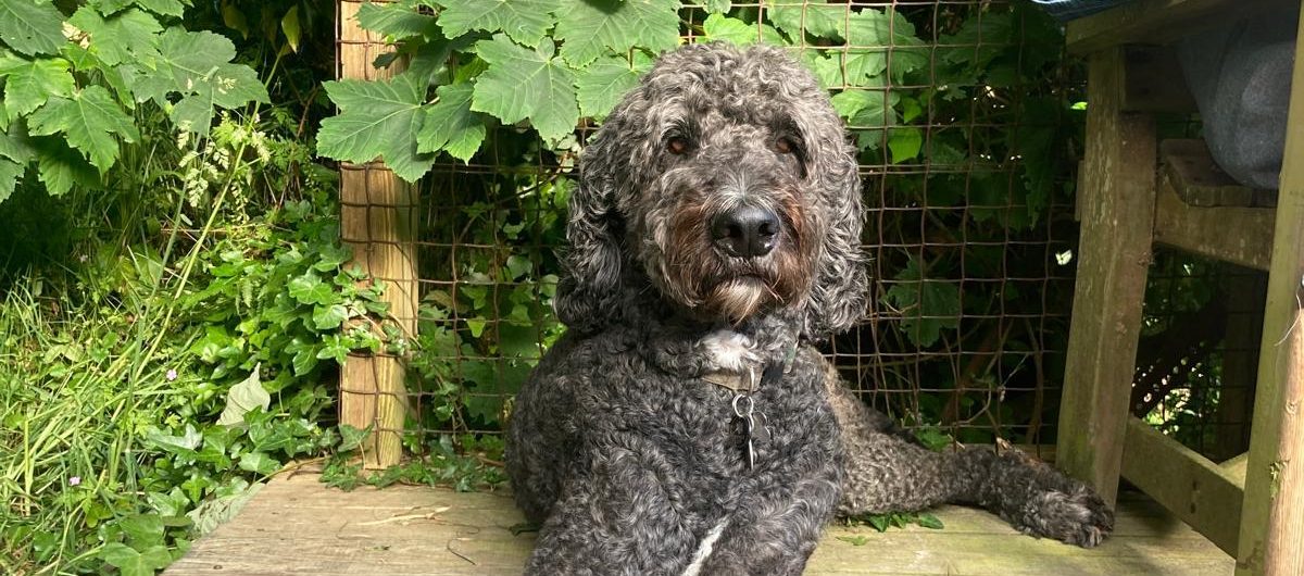 Pet Funeral honouring the life and love of our four legged trusted companions