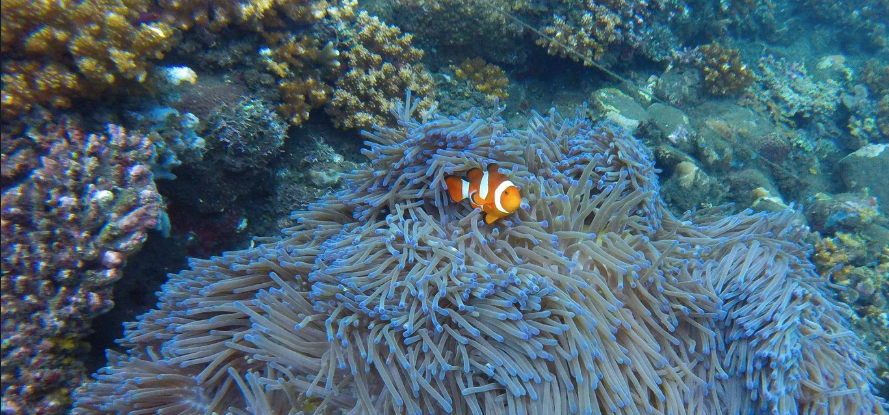 Resting Reef Memorail Structure