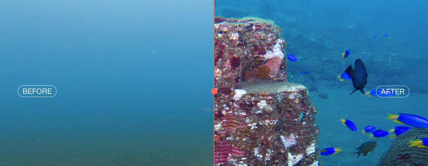 Resting Reef coral reef structure Ocean Bed Regenerated